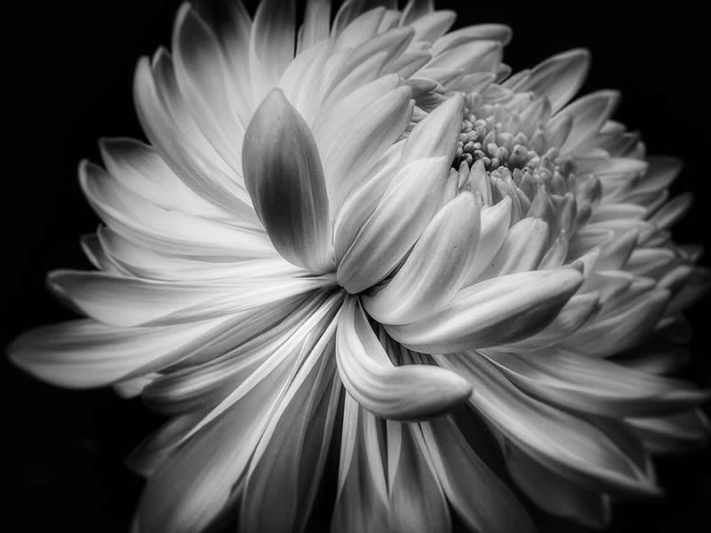 Flower by Louise Rayner - Mobile Photography Awards Macro Winners