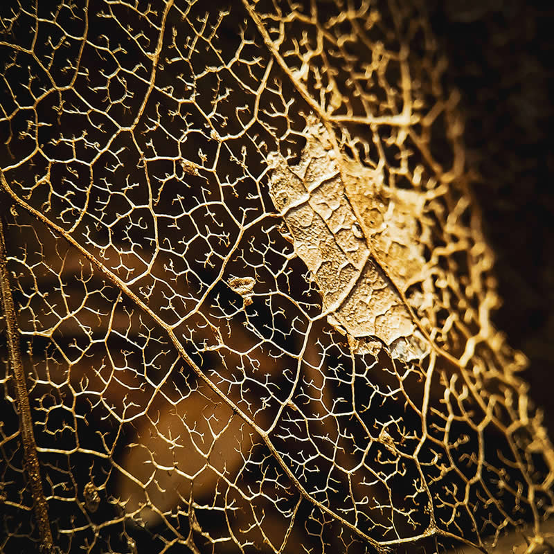 Good Leaf by James Peck - Mobile Photography Awards Macro Winners