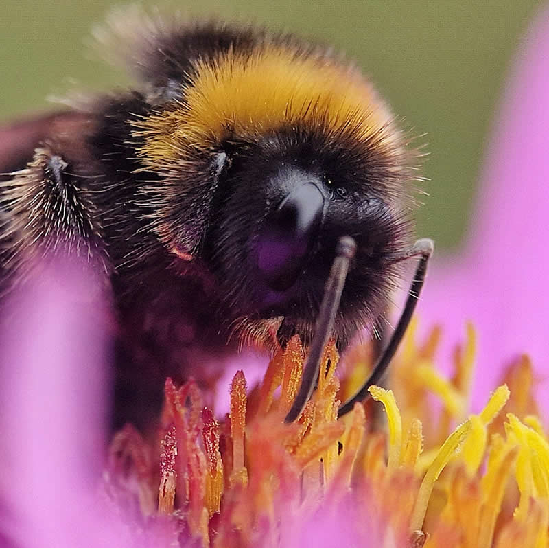 Bumble Bumble by James Peck - Mobile Photography Awards Macro Winners