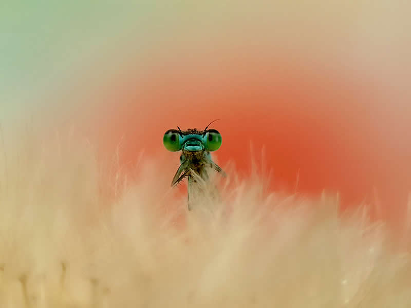 Eyes by Fabio Sartori - Mobile Photography Awards Macro Winners