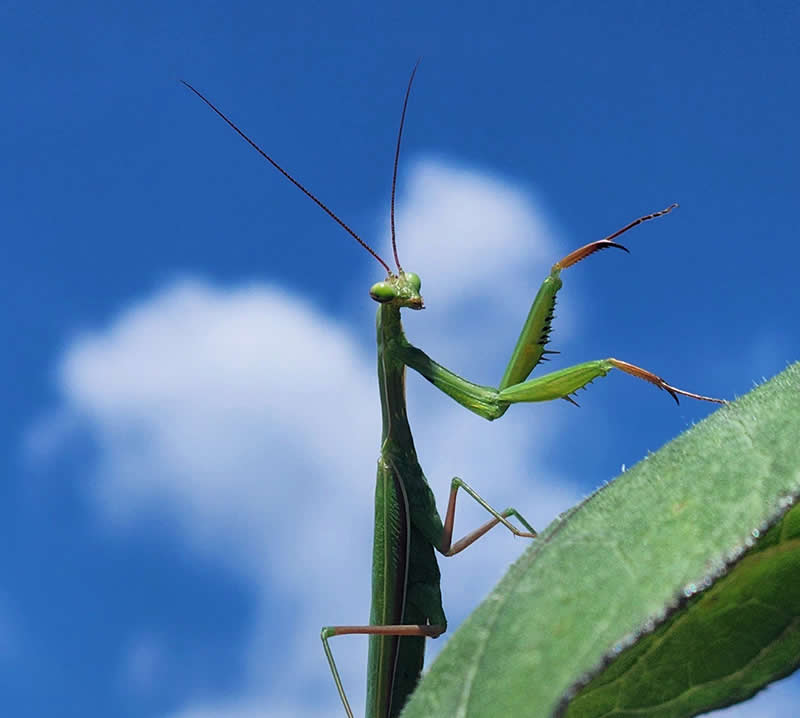 Extra Set of Wings by Cerrina Smith - Mobile Photography Awards Macro Winners