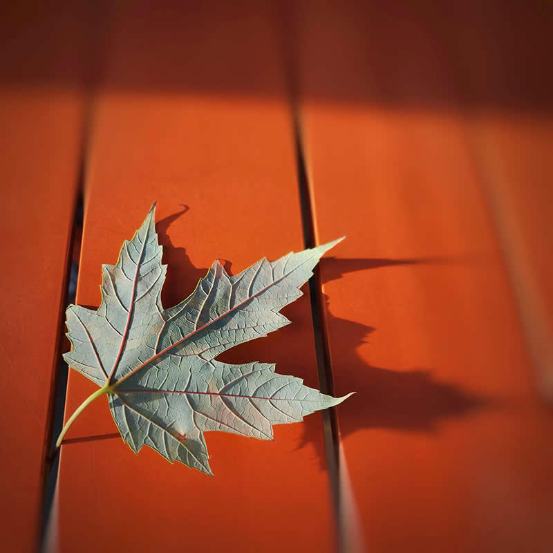 The Rear View by Cerrina Smith - Mobile Photography Awards Macro Winners