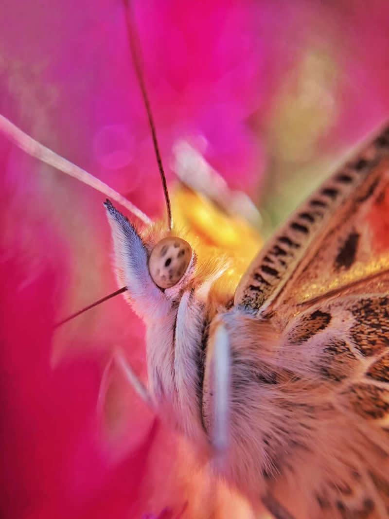 Explorations by Charles Needle - Mobile Photography Awards Macro Winners