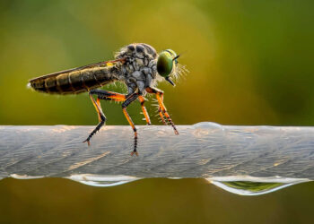 Mobile Photography Awards Macro Winners