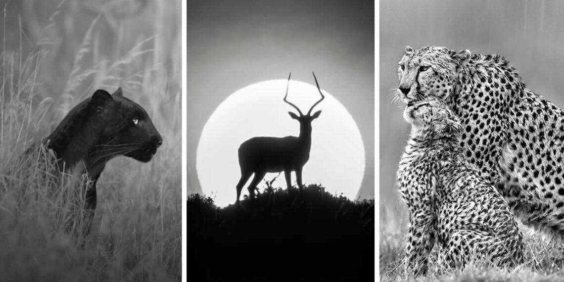 Monochrome Photography Awards Wildlife Winners