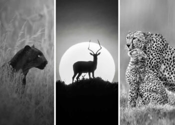 Monochrome Photography Awards Wildlife Winners