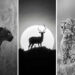 Monochrome Photography Awards Wildlife Winners