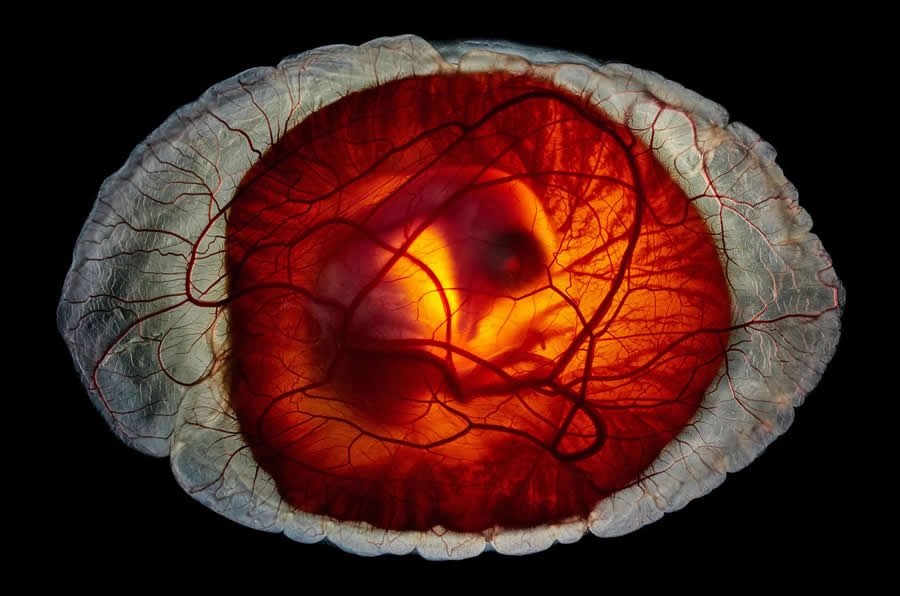 National Geographic Pictures of the Year 2025