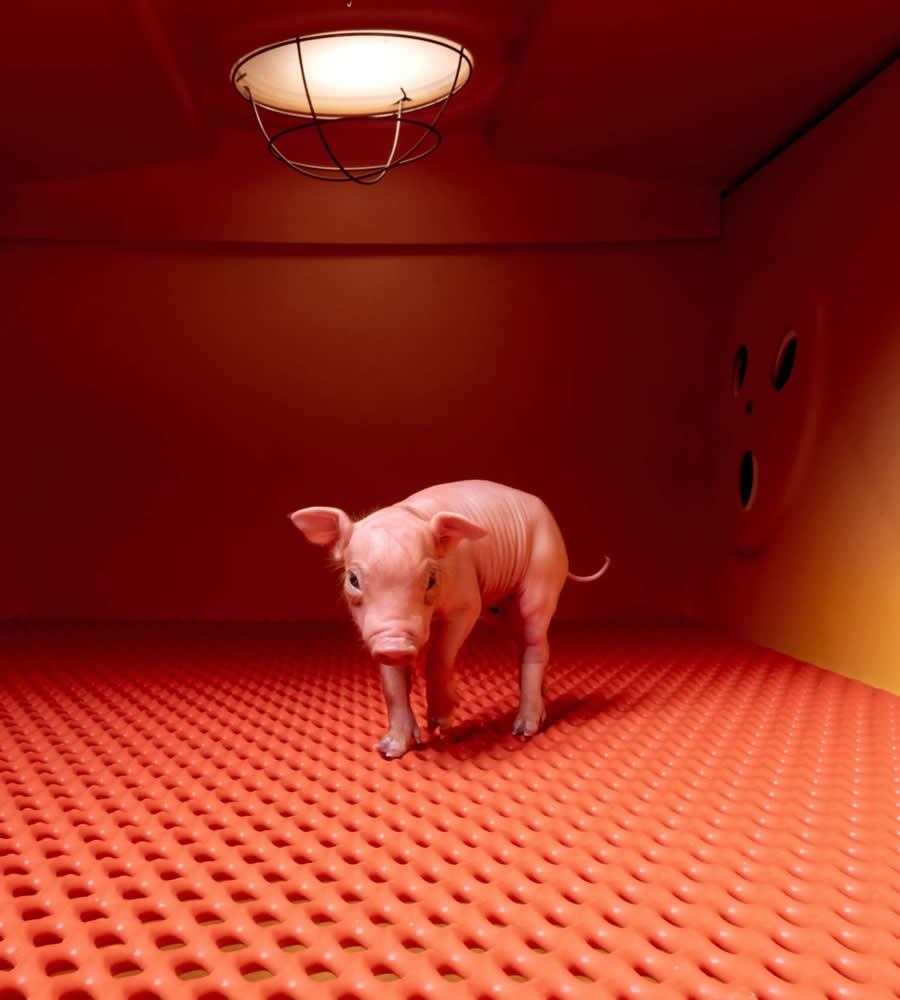 National Geographic Pictures of the Year 2025