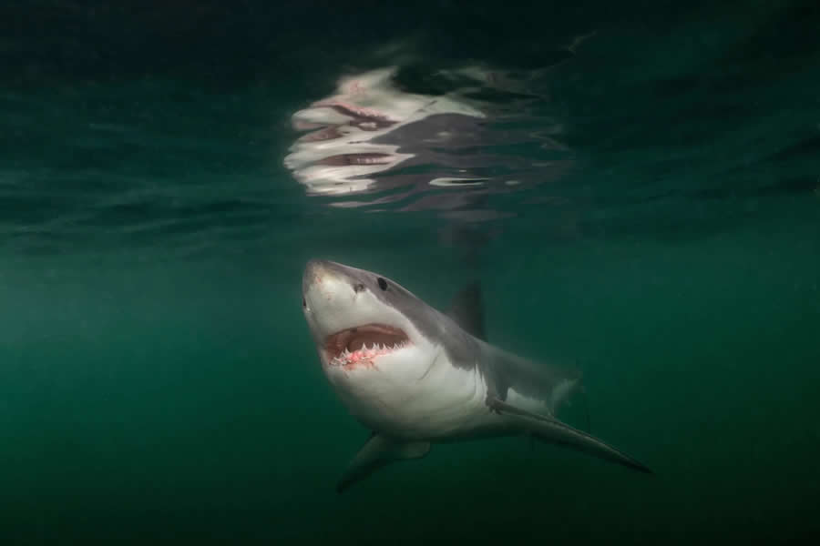 National Geographic Pictures of the Year 2025