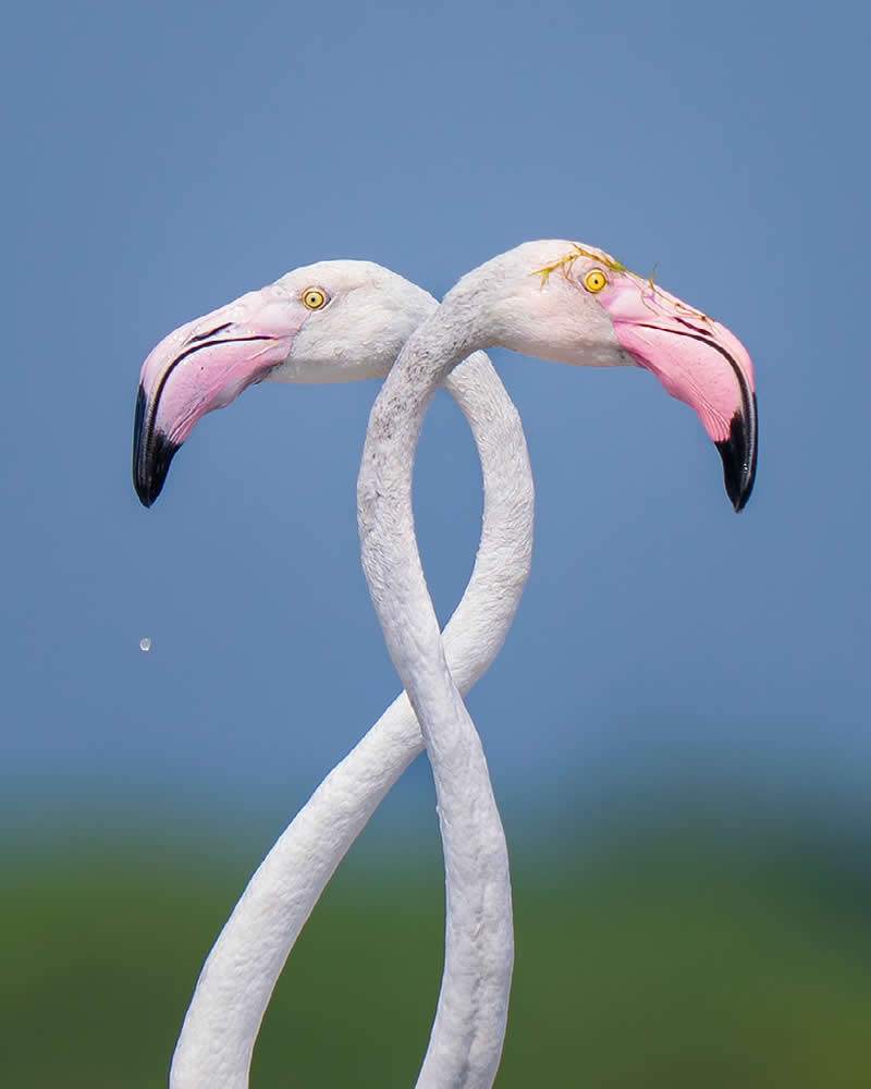 Greater Flamingos by Lakshitha Karunarathna, Sri Lanka - Nature Best Photography Awards 2025 Wildlife Winners
