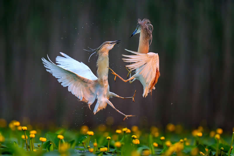 Squacco Herons by Antonio Aguti, Italy - Nature Best Photography Awards 2025 Wildlife Winners