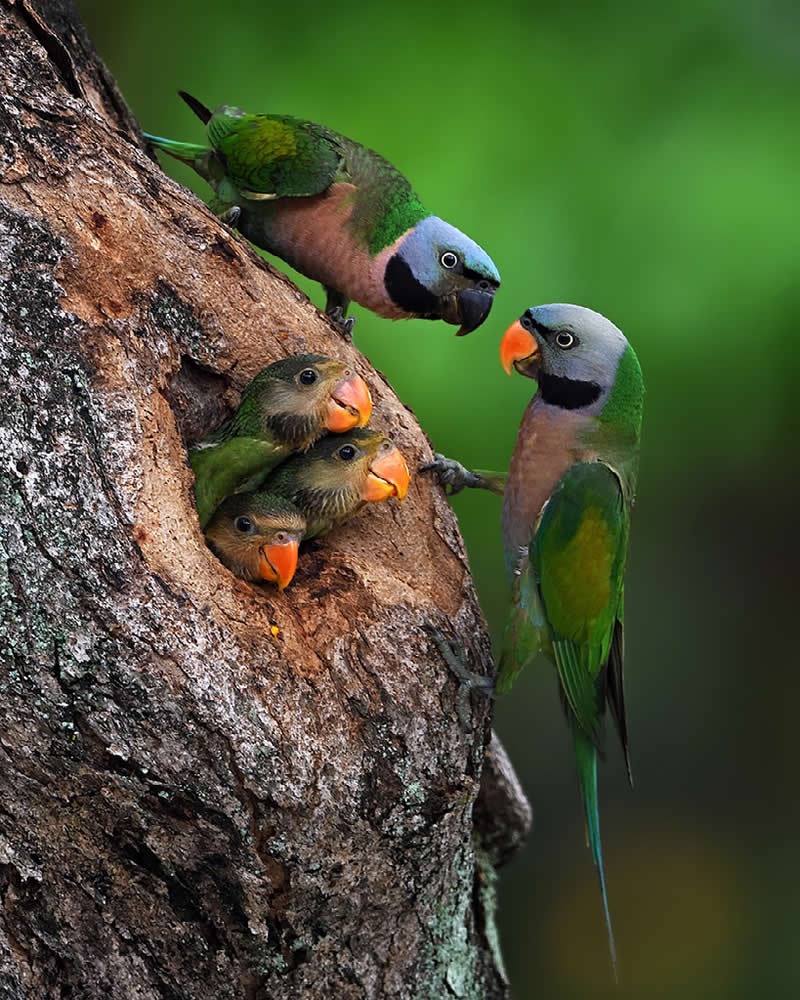 Red-breasted Parakeets by Tze Siong Tan, Singapore - Nature Best Photography Awards 2025 Wildlife Winners