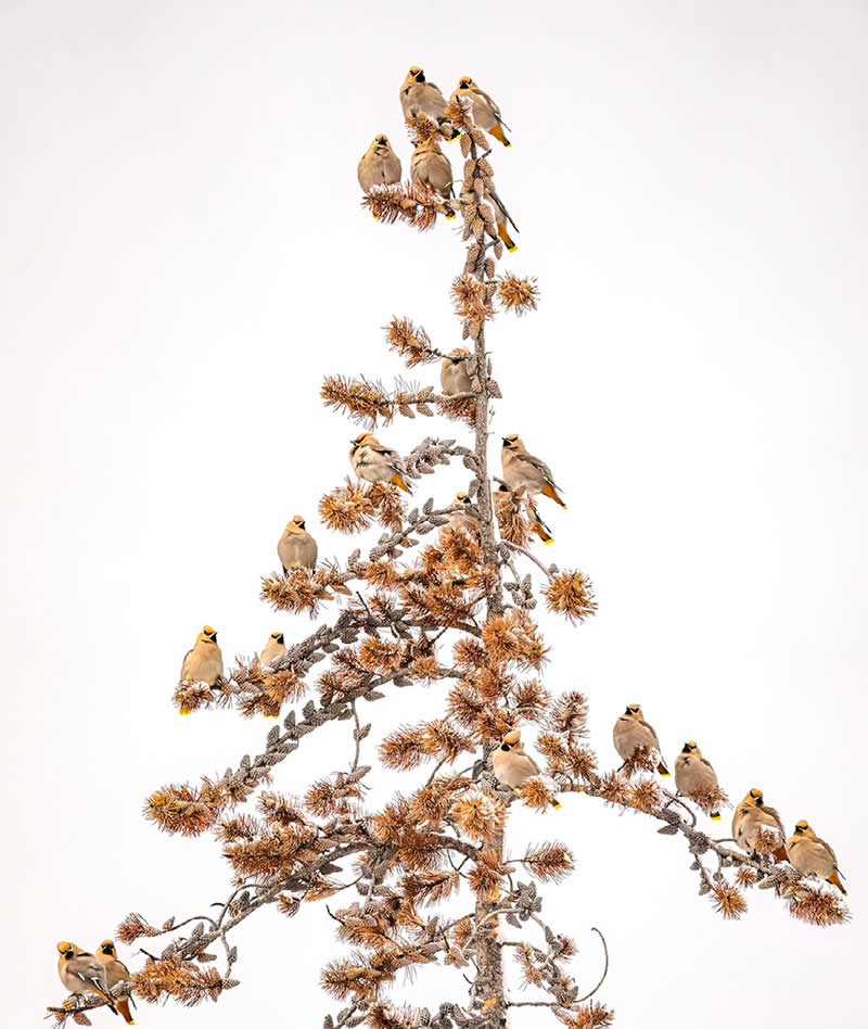 Bohemian Waxwings by Amy Gerber of Cody, USA - Nature Best Photography Awards 2025 Wildlife Winners