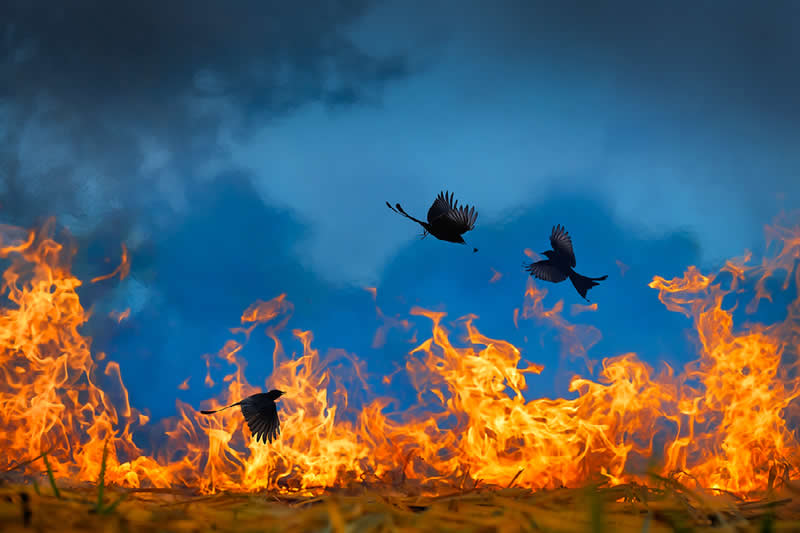 Drongos in Flames by Baiju Patil, India - Nature Best Photography Awards 2025 Wildlife Winners