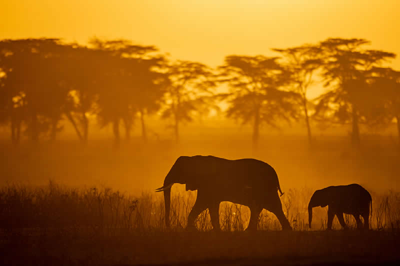 African Elephant & Calf by Torie Hilley, USA - Nature Best Photography Awards 2025 Wildlife Winners