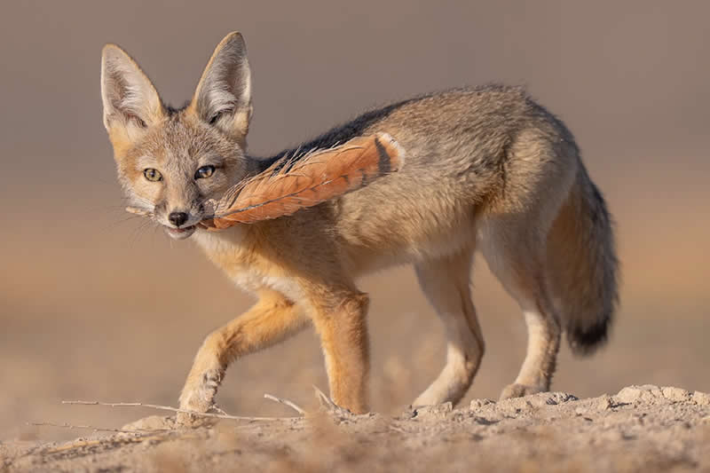 Desert Kit Fox Pup with Feather by Beaumon Day, USA - Nature Best Photography Awards 2025 Wildlife Winners