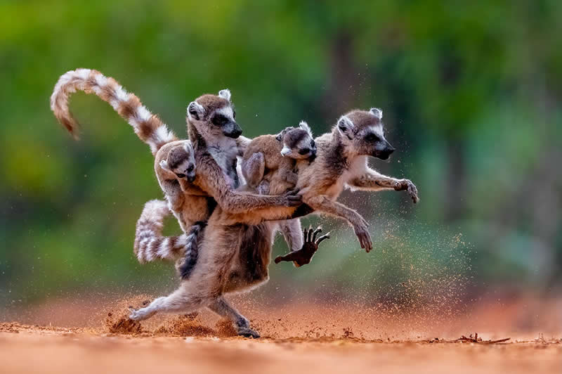 Ring-tailed Lemurs by Bence Máté, Hungary - Nature Best Photography Awards 2025 Wildlife Winners