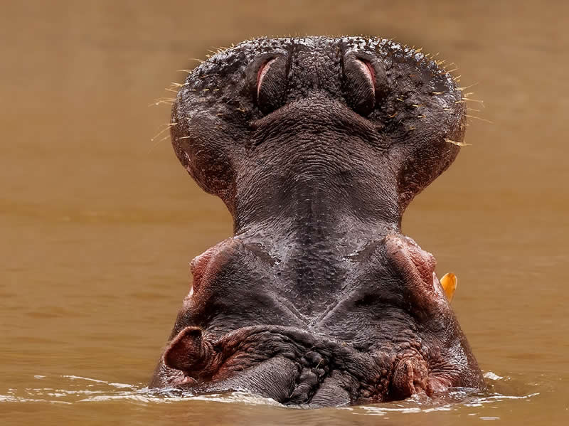 Hippopotamus by Samir Kamat, USA - Nature Best Photography Awards 2025 Wildlife Winners
