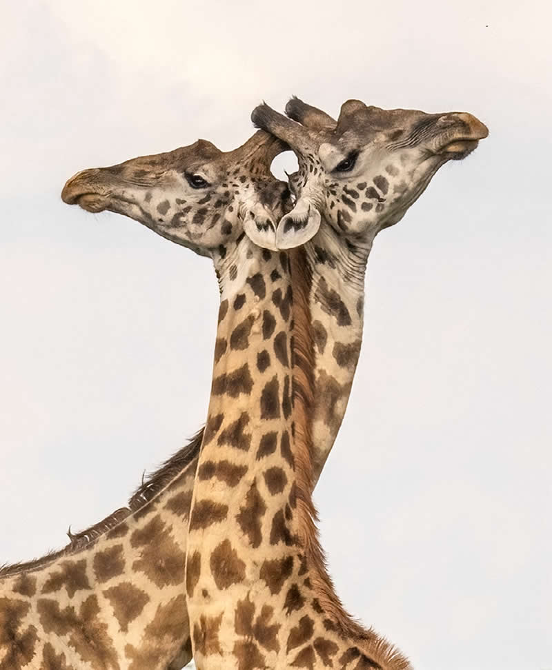 Giraffes by Amy Gerber, USA - Nature Best Photography Awards 2025 Wildlife Winners