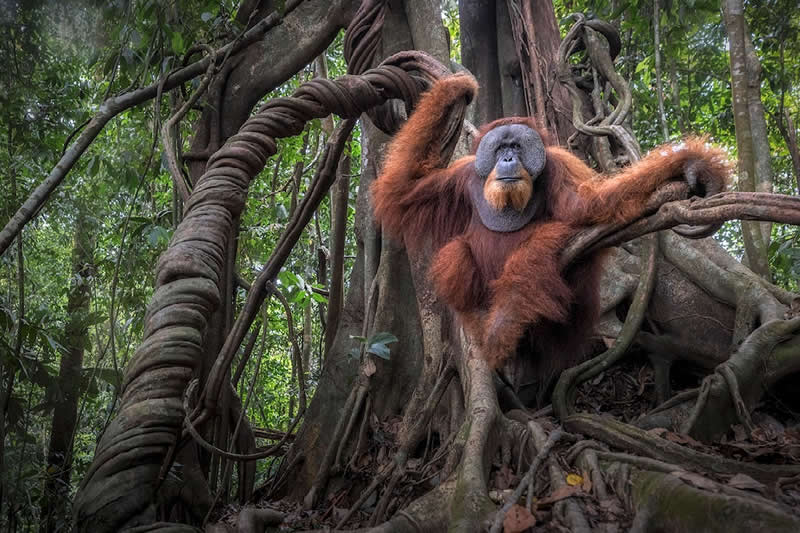 Sumatran Orangutan on Strangler Fig by Marco Gaiotti, Italy - Nature Best Photography Awards 2025 Wildlife Winners