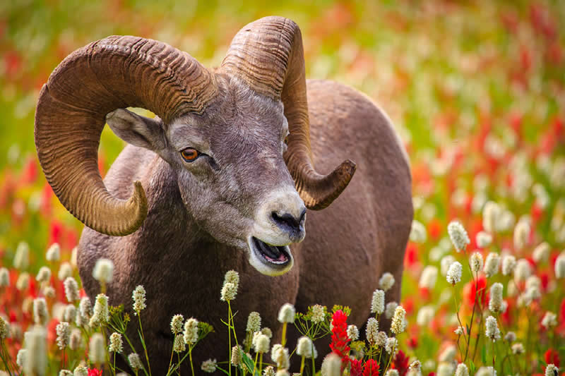Bighorn Sheep by David Swindler, USA - Nature Best Photography Awards 2025 Wildlife Winners