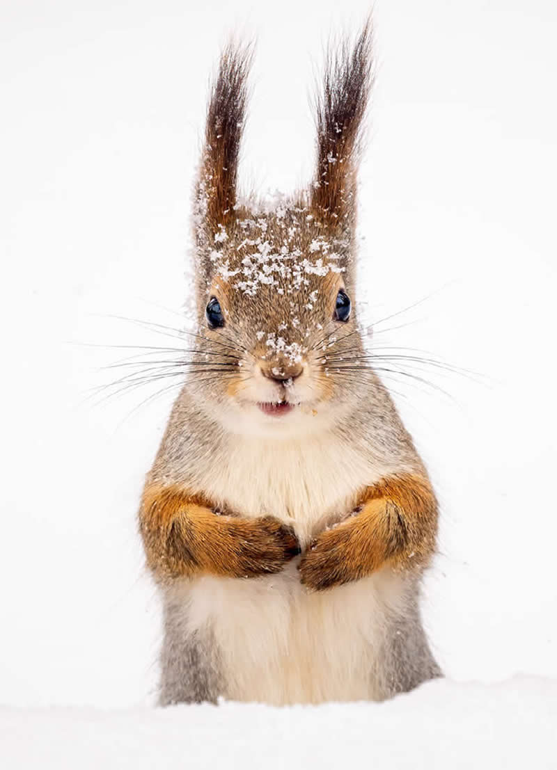 Red Squirrel, Finland by Simon Roberts, UK - Nature Best Photography Awards 2025 Wildlife Winners