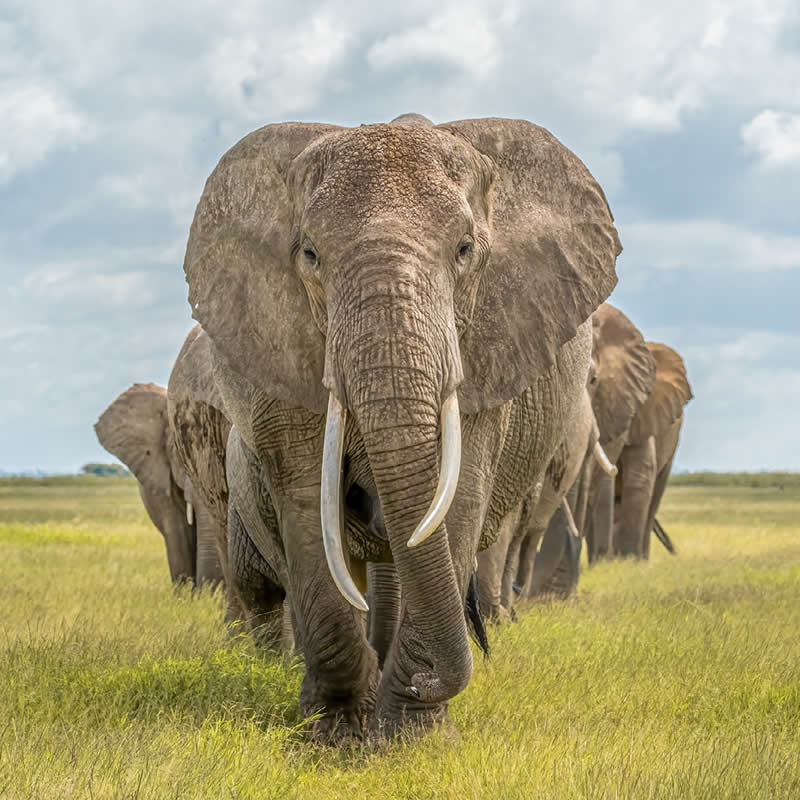 African Elephant Clan by Kathy Karn, Canada - Nature Best Photography Awards 2025 Wildlife Winners
