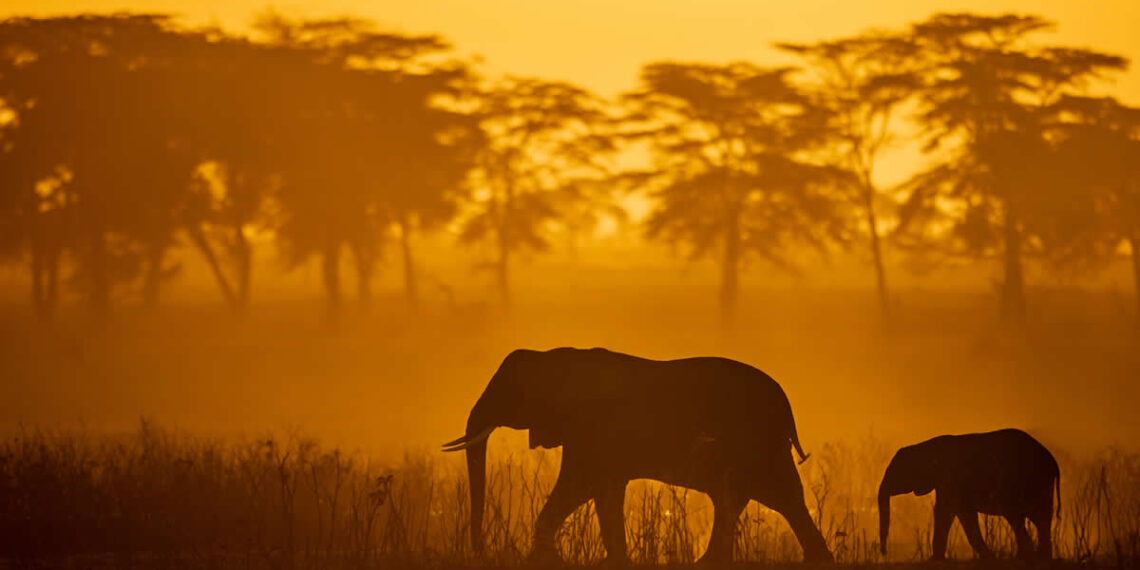 Nature Best Photography Awards 2025 Wildlife Winners