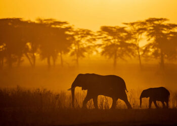 Nature Best Photography Awards 2025 Wildlife Winners