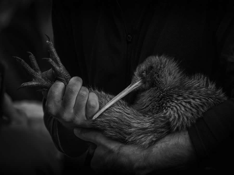 Return to the Wild by Tony Stoddard, New Zealand - 2025 Nature Conservancy Oceania Photo Contest Winners