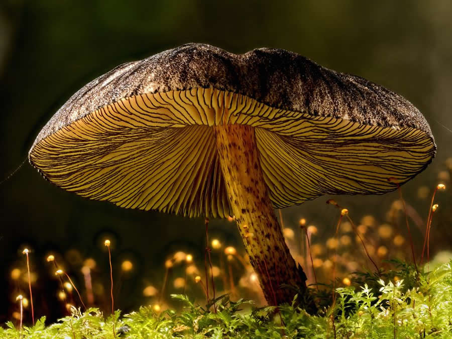 Pluteus' Fireflies by Nic Wooding, New Zealand - 2025 Nature Conservancy Oceania Photo Contest Winners