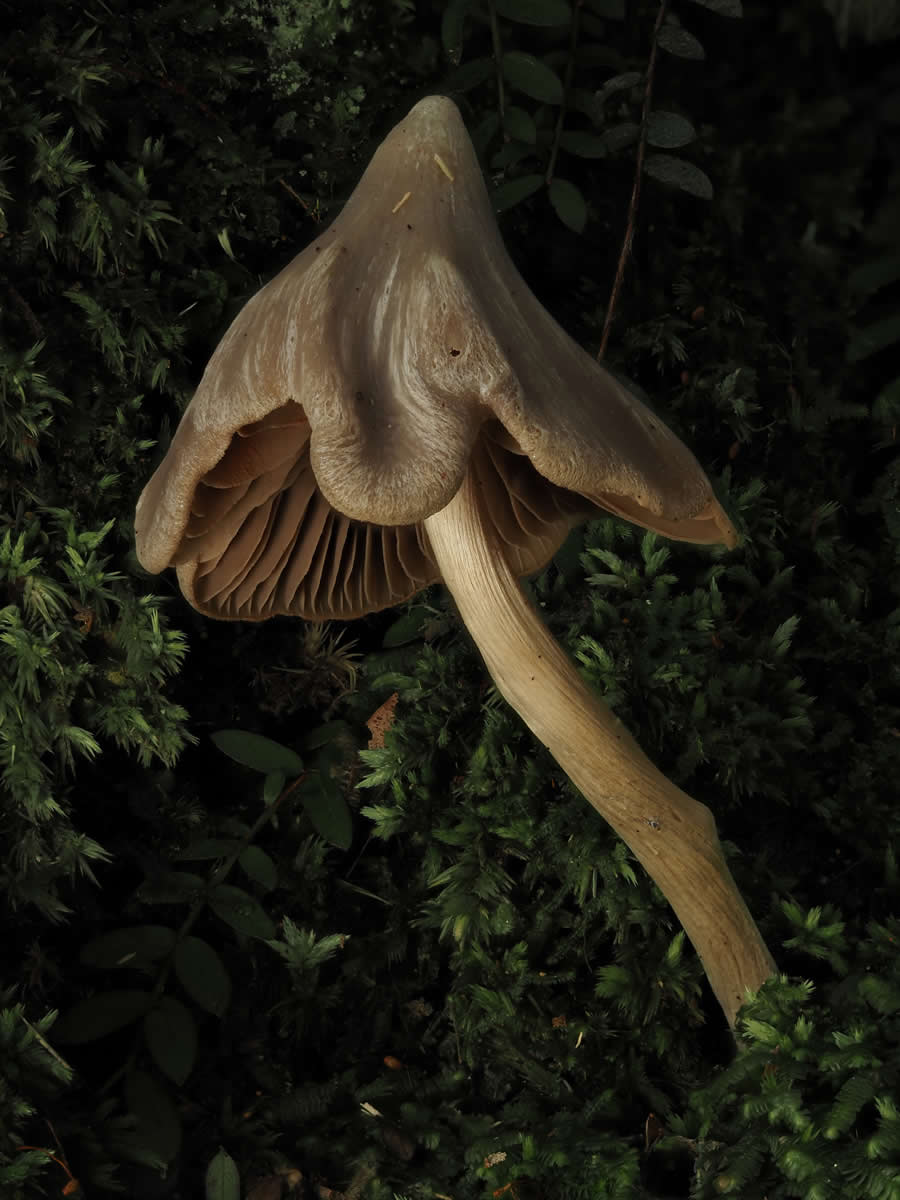 Witch's Hat by Chin Kang Chia, New Zealand - 2025 Nature Conservancy Oceania Photo Contest Winners