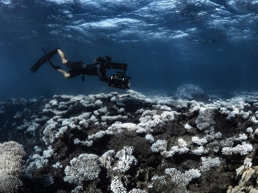 Bleached by Brooke Pyke, Australia - 2025 Nature Conservancy Oceania Photo Contest Winners