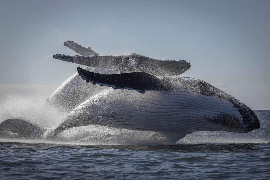 Double Breach by Danielle Smith, Australia - 2025 Nature Conservancy Oceania Photo Contest Winners