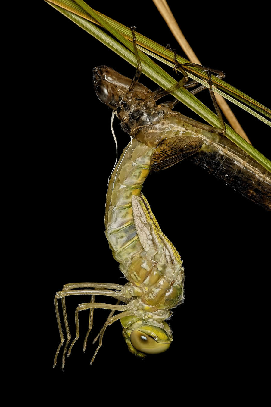 Emergence by Christine King, Australia - 2025 Nature Conservancy Oceania Photo Contest Winners