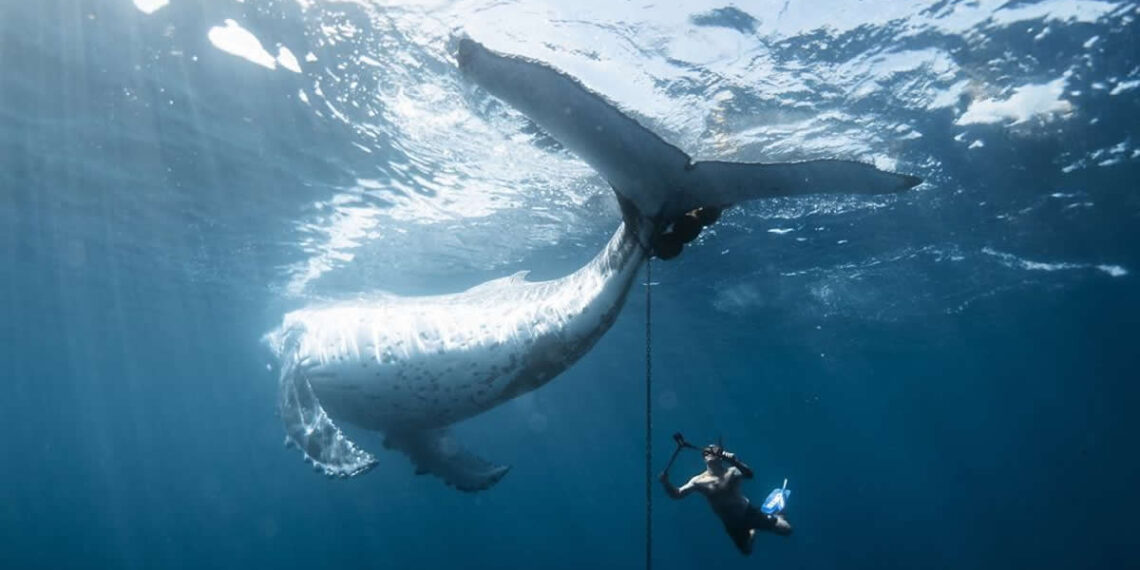 2025 Nature Conservancy Oceania Photo Contest Winners