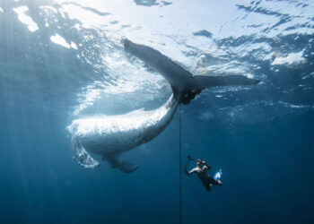 2025 Nature Conservancy Oceania Photo Contest Winners