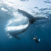 2025 Nature Conservancy Oceania Photo Contest Winners