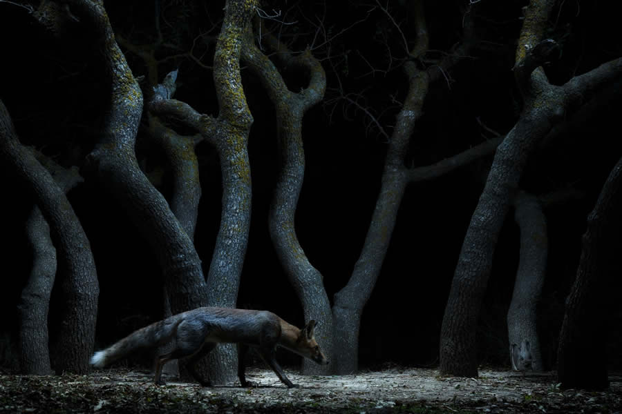 2025 Nature inFocus Photography Awards