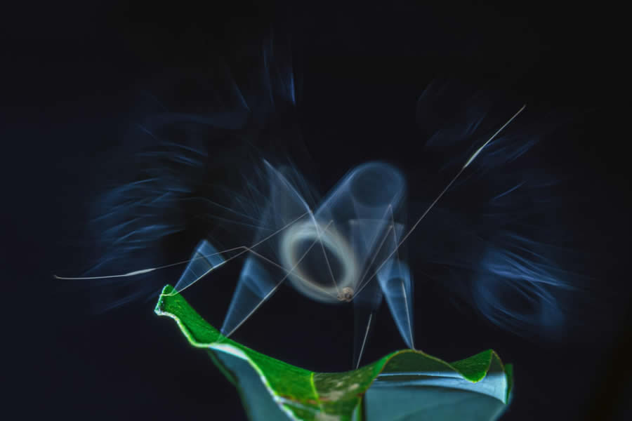 2025 Nature inFocus Photography Awards