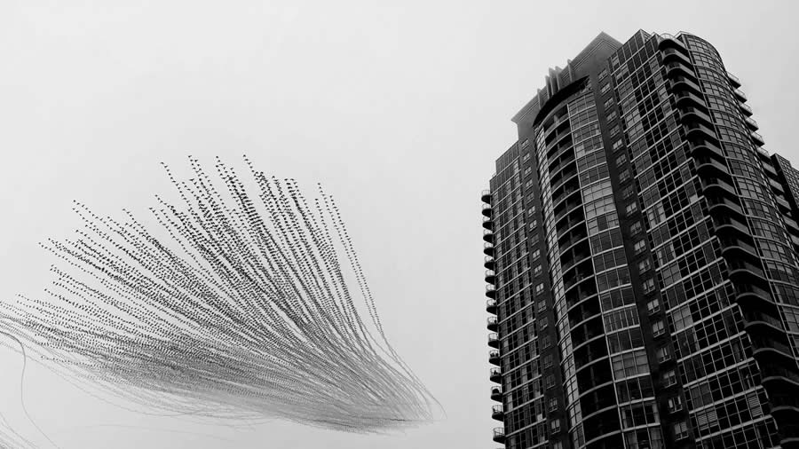 2025 Nature inFocus Photography Awards