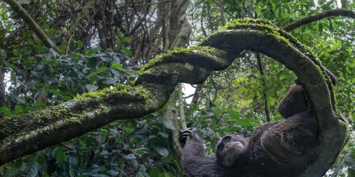 2025 Nature inFocus Photography Awards