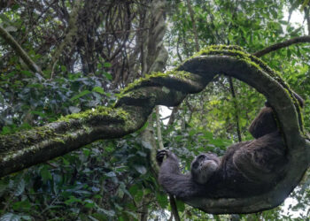 2025 Nature inFocus Photography Awards