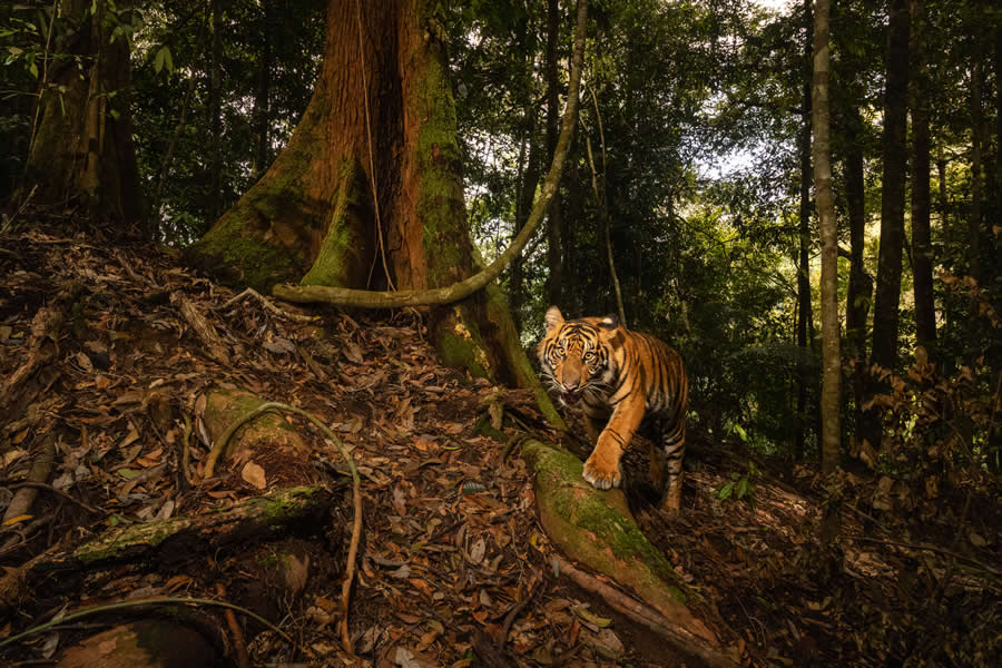 The Hidden Grail of Sumatra Island by Vladimir Cech Jr - Nature Photographer of the Year 2025 Winners