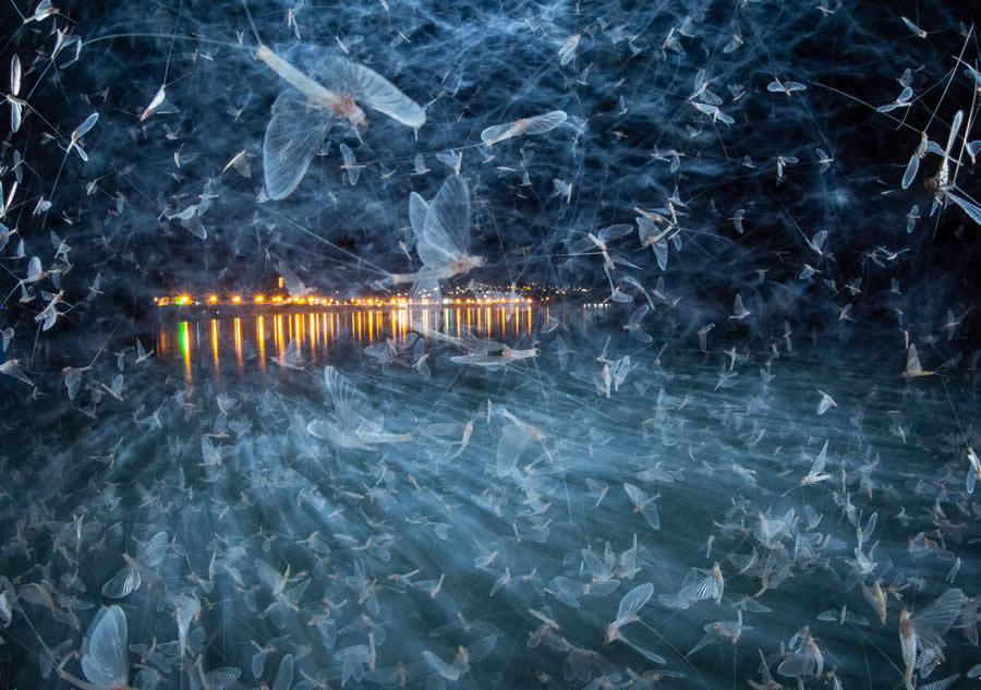 Blue Army by Imre Potyó - Nature Photographer of the Year 2025 Winners