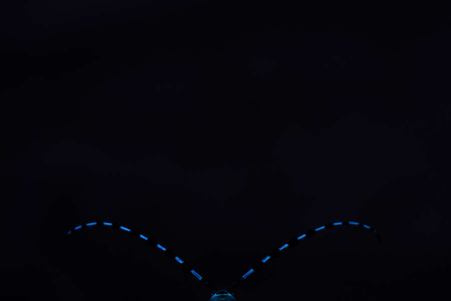 Beast in Black by Daniela Graf - Nature Photographer of the Year 2025 Winners