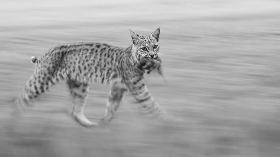 Panning Bobcat by Leo Dale - Nature Photographer of the Year 2025 Winners