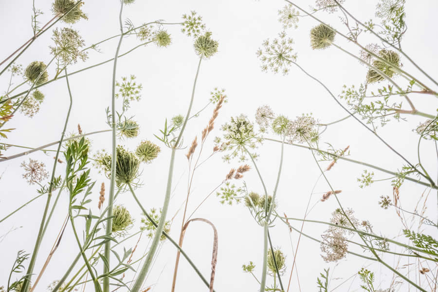 Flowerscapes by Theo Bosboom - Nature Photographer of the Year 2025 Winners