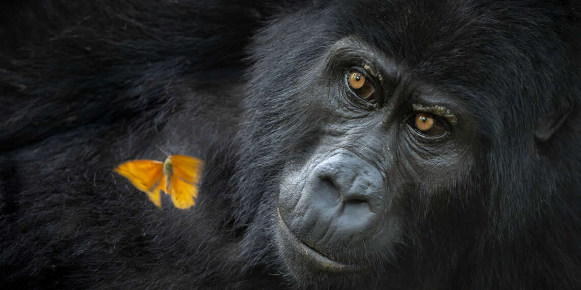 Nature Photographer of the Year 2025 Winners